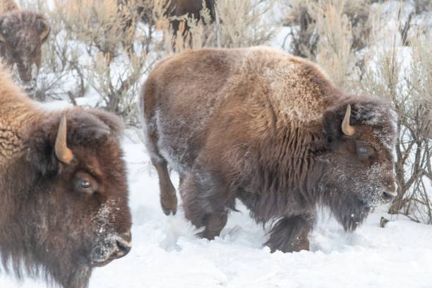 istock Mighty bison herd marching across northern Yellowstone 1298213540