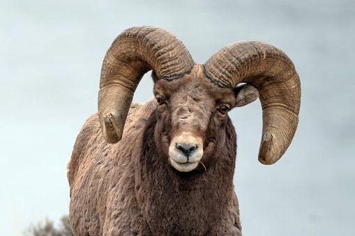Big Horn rams in Montana USA with Yellowstone river as blurred background