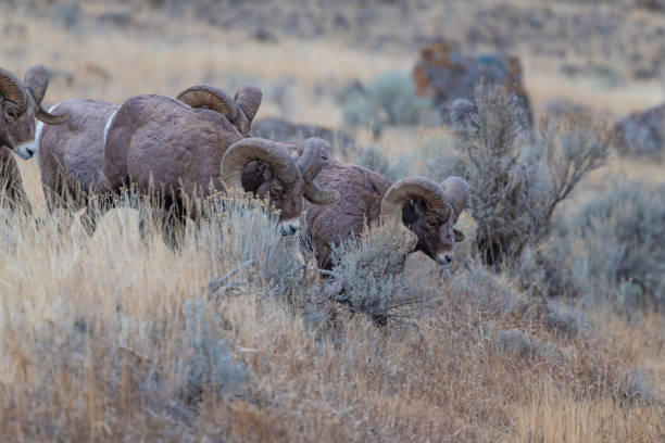 istock Big Horn rams grazing in Yellowstone ecosystem 1298213594