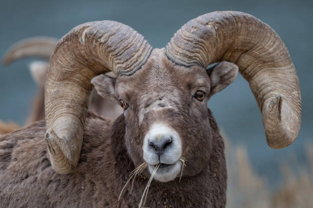 istock Big Horn rams grazing in Yellowstone ecosystem 1298213751