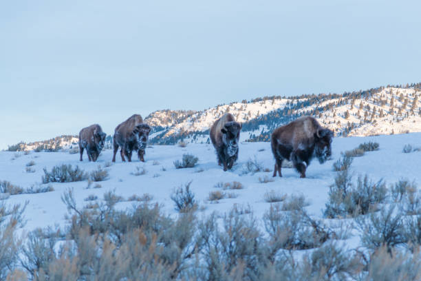 istock Mighty bison herd marching across northern Yellowstone 1298214280