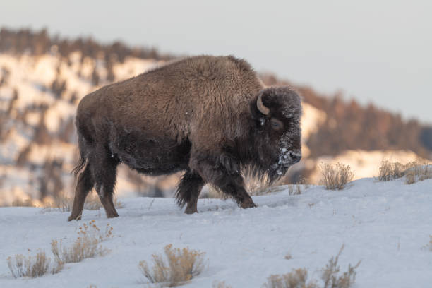 istock Mighty bison herd marching across northern Yellowstone 1298214333
