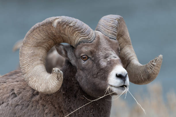 béliers de grande corne broutant dans l’écosystème de yellowstone - bighorn sheep ram sheep horned photos et images de collection