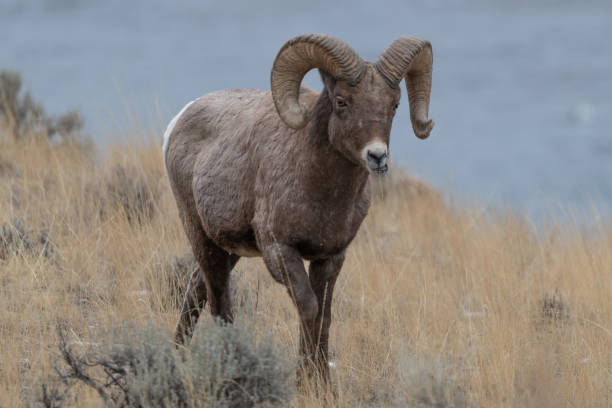 istock Big Horn rams grazing in Yellowstone ecosystem 1298214378
