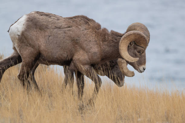 istock Big Horn rams grazing in Yellowstone ecosystem 1298214432