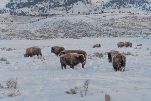istock Mighty bison herd marching across northern Yellowstone 1298214459