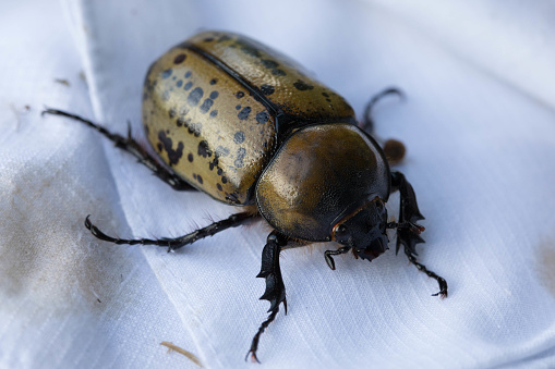 Female Eastern Hercules Beetle on a  white handkerchief