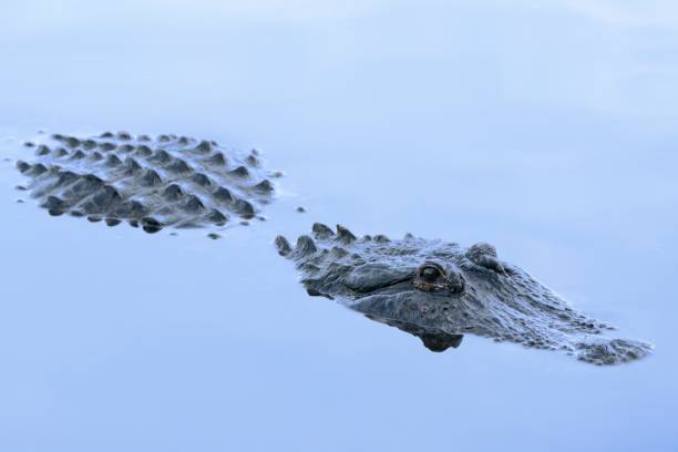 istock Alligator in still water at dusk 1298219292
