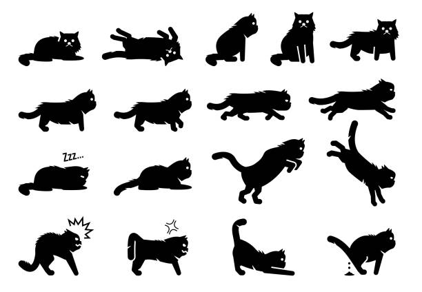 ilustraciones, imágenes clip art, dibujos animados e iconos de stock de las posturas, las posturas, las emociones y las acciones del gato persa. - domestic cat anger hissing aggression