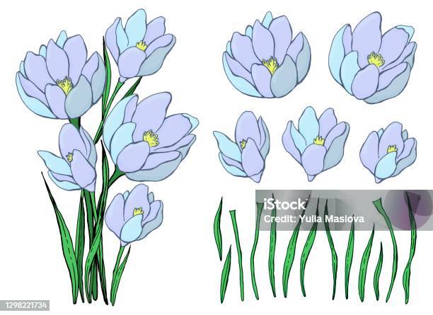 Spring Wildflowers Drawing Spring Wildflowers A Bouquet Of Snowdrops Botanical Elements Set Hand ...