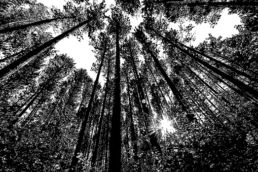 Black and white mezzotint looking up at pine forest