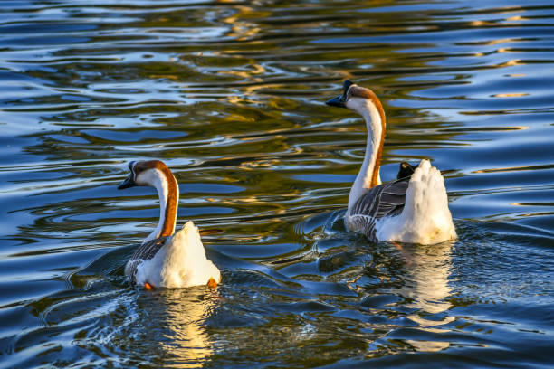 A large waterfowl birds strolling around the lagoon of Wilderness Lake Thousand Trails