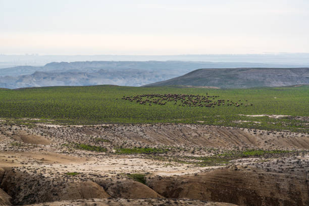 istock A flock of sheep grazing on a mountainside 1298223978