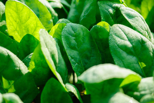 istock Green spinach in growth at vegetable garden 1298224876