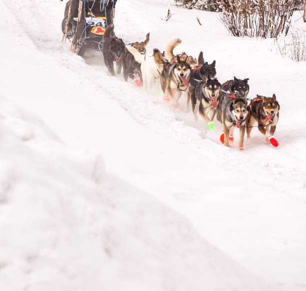 istock Sled Dogs in Interior Alaska 1298225788