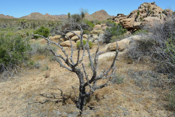 istock Joshua Tree National Park 1298225796