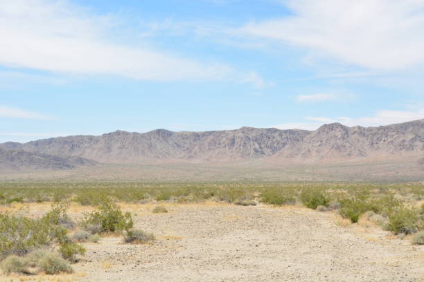 istock Joshua Tree National Park 1298225877