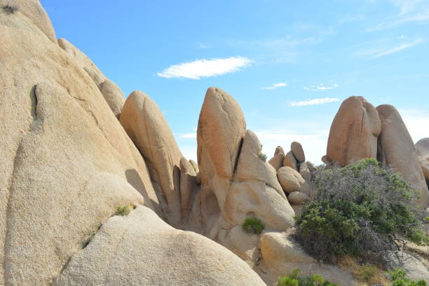 istock Joshua Tree National Park 1298225894