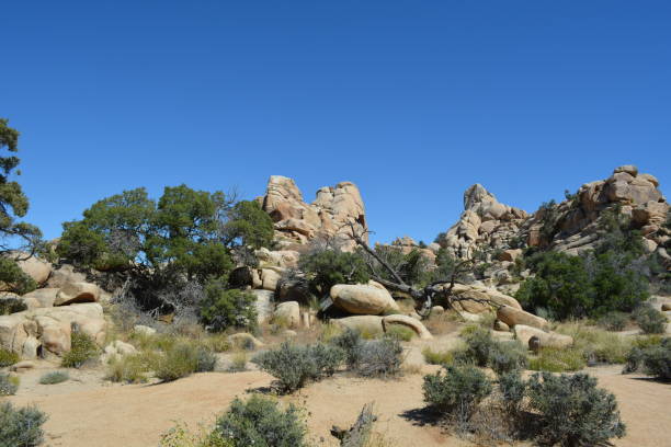 istock Joshua Tree National Park 1298225897