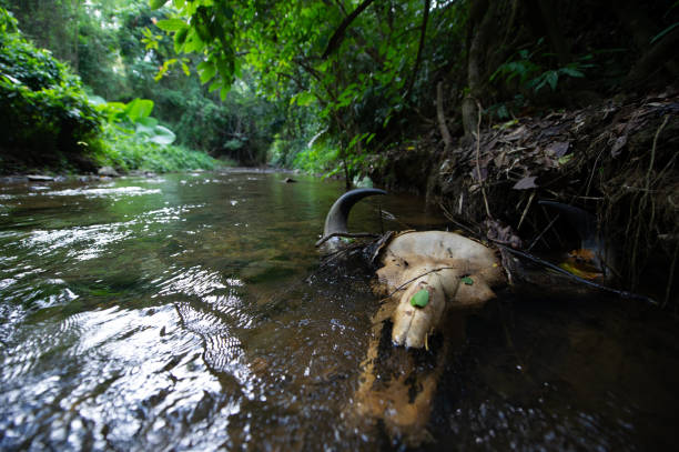 A bison skull rests in a stream in a deep forest.