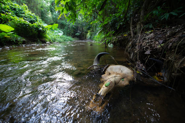 istock A bison skull rests in a stream in a deep forest. 1298226141