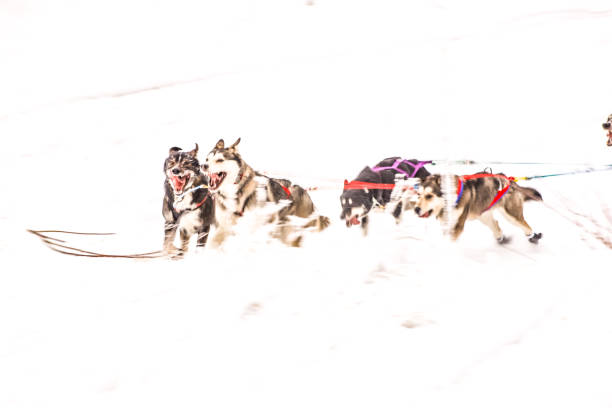 istock Sled Dogs in Interior Alaska 1298226195