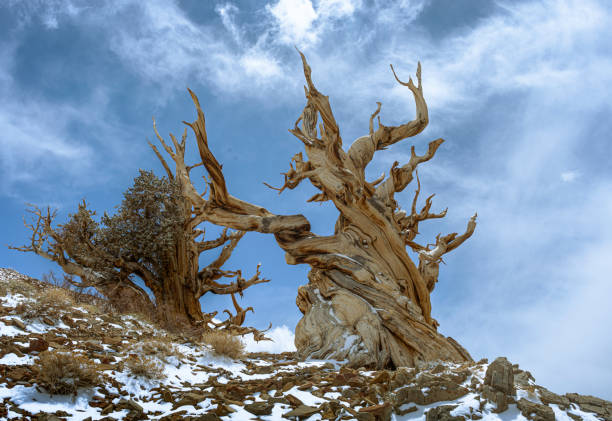 bristlecone pines w kalifornii - twisted tree california usa zdjęcia i obrazy z banku zdjęć