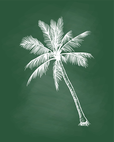Hand drawn illustration of a single palm tree