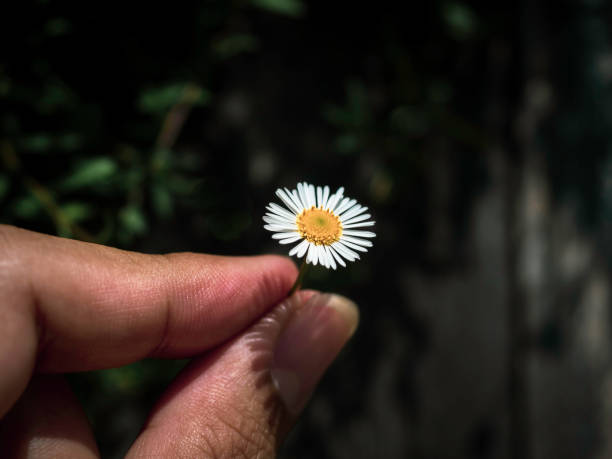 istock A little white daisy flower. 1298233074