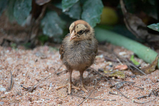 istock Country chicken chicks in a garden farm 1298235313