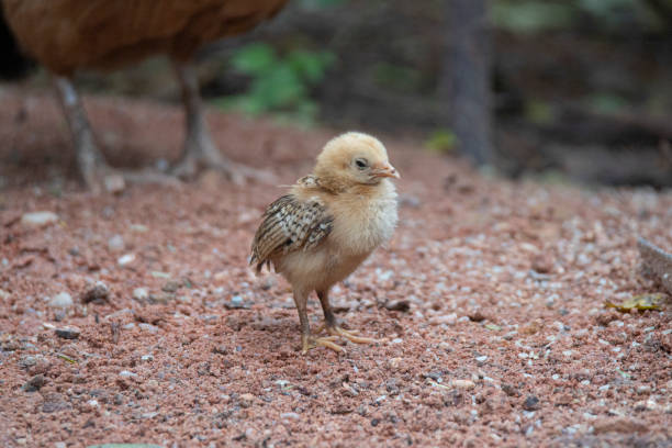 istock Country chicken chicks in a garden farm 1298235351