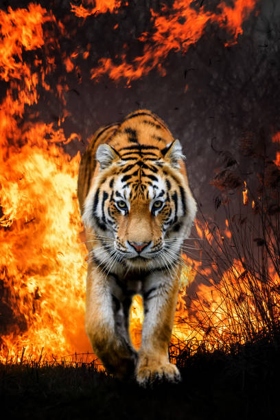 istock Wild tiger in blazing flames over black background 1298235390