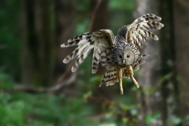 Photo of Ural Owl fly in summer forest