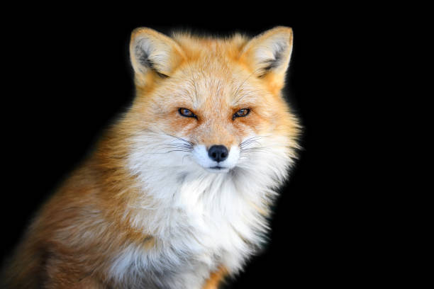 istock Close up view red fox. Wild animal isolated on a black background 1298235396
