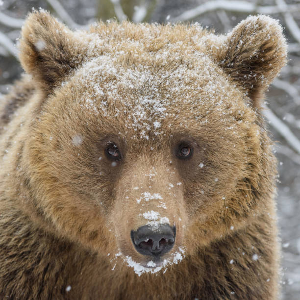 istock Close wild big brown bear portrait in winter forest 1298235400