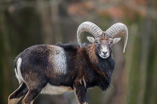 Big mouflon animal. Mouflon, Ovis orientalis, forest horned animal in nature habitat