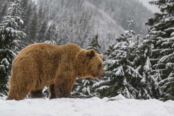 istock Close wild big brown bear in winter forest 1298235418