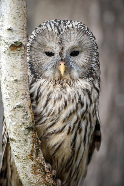 istock Ural Owl sit in a tree and looking on the the camera 1298235420
