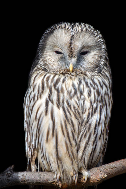 istock Ural Owl sit in a tree and looking on the the camera 1298235426