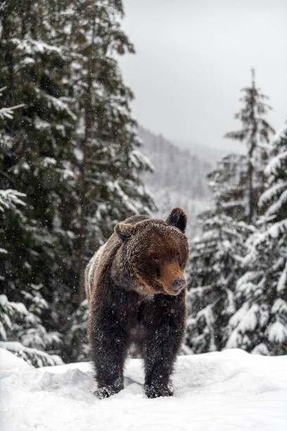 istock Close wild big brown bear in winter forest 1298235438