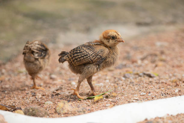 istock Country chicken chicks in a garden farm 1298235440