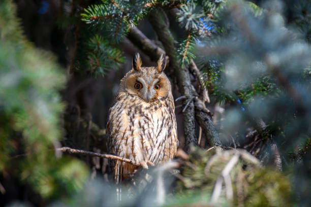 istock Owl sit in a tree and looking on the the camera 1298235449