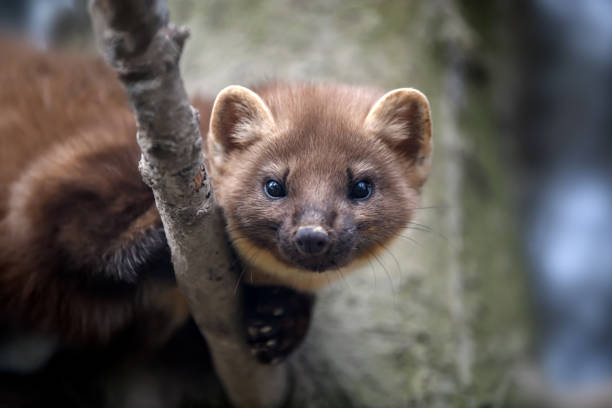 Marten on a branch in winter