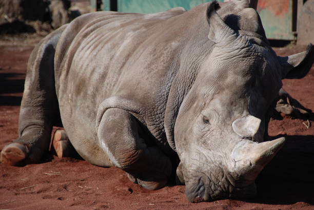 istock Southern White Rhinoceros 1298236241