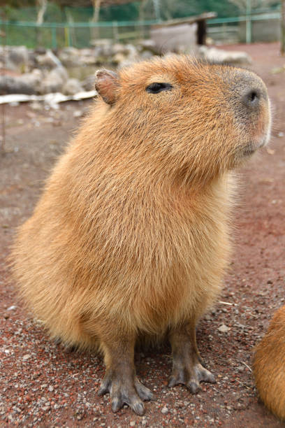 istock A close-up photo of a large murid capybara 1298236277