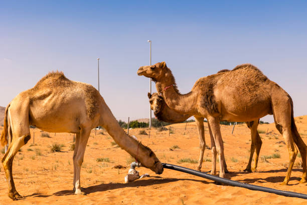 Close Up Of Thirsty Camels Drinking Water In The Sand Dunes Of Dubai Desert  United Arab Emirates Stock Photo - Download Image Now - iStock