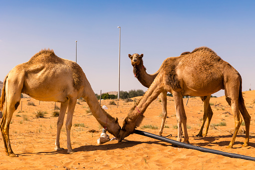 Close Up Of Thirsty Camels Drinking Water In The Sand Dunes Of Dubai Desert  United Arab Emirates Stock Photo - Download Image Now - iStock
