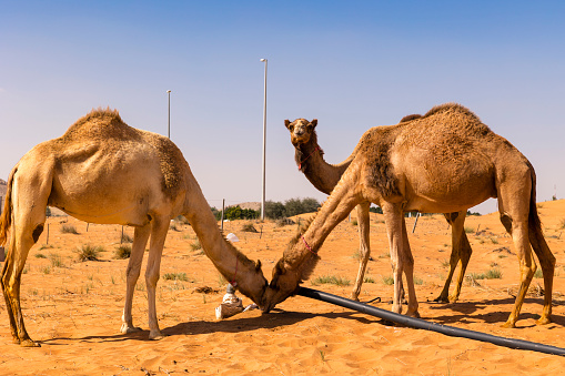 Close Up Of Thirsty Camels Drinking Water In The Sand Dunes Of Dubai Desert United Arab Emirates Stock Photo - Download Image Now - iStock Close Up Of Thirsty Camels Drinking Water In The Sand Dunes Of Dubai Desert United Arab Emirates Stock Photo - Download Image Now - iStock