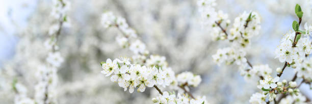 istock plums or prunes bloom white flowers in early spring in nature. selective focus. banner 1298238596