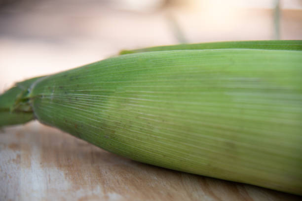 Close up fresh maize argiculture concept.